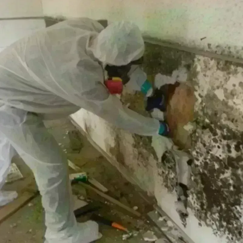 Mold Remediation and Removal in Pawling, NY